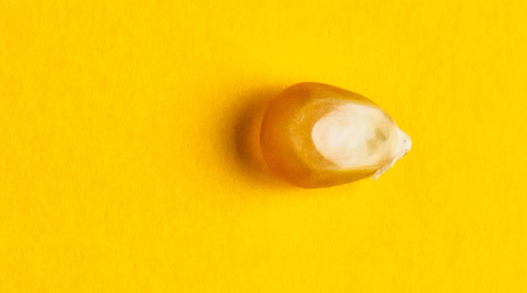 Kernel